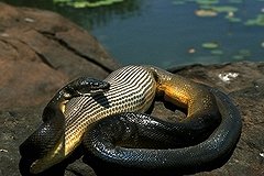 Ресторан придумал пиццу с питоном