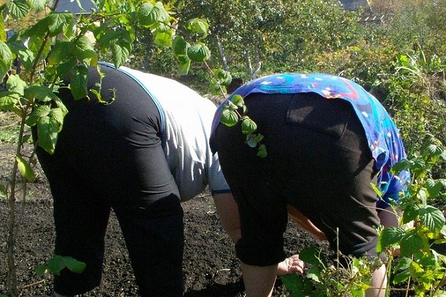 34% россиян проведут отпуск на дачах