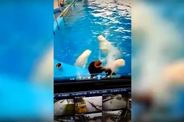В океанариуме тренер жестоко избил белух