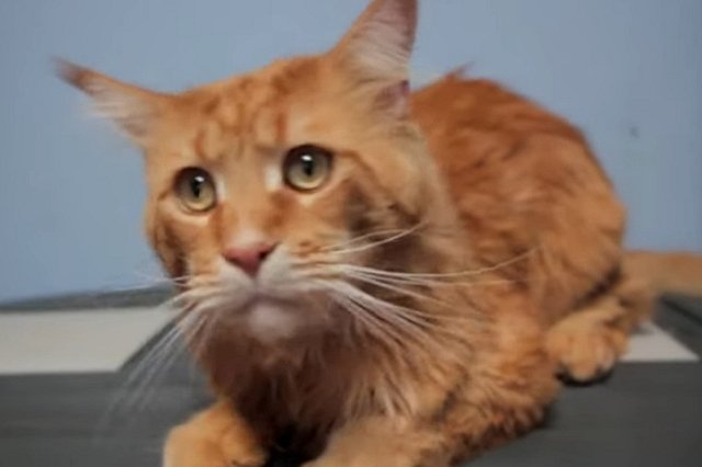 На Урале соседи подали в суд на женщину, купившую квартиру для 12 мейн-кунов