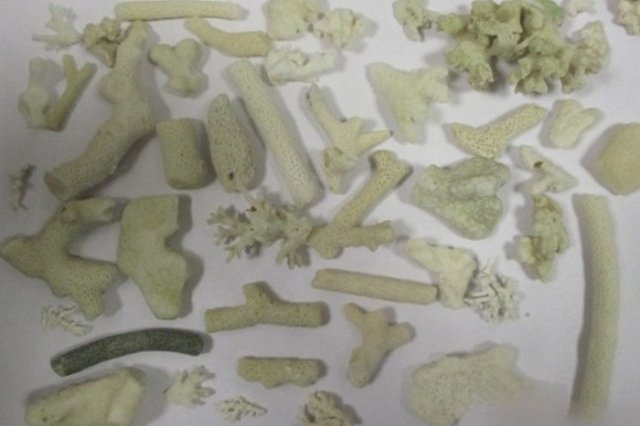 В екатеринбургском аэропорту у туристки из ОАЭ нашли чемодан, заполненный исчезающими кораллами