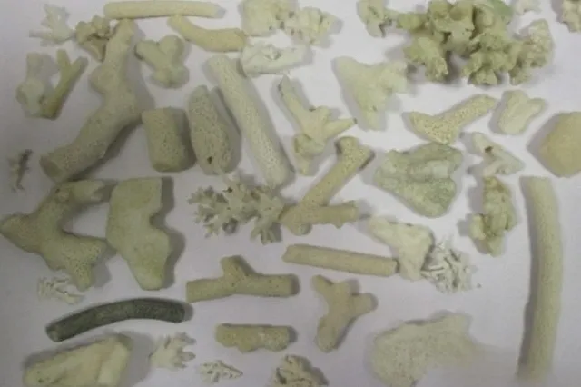 В екатеринбургском аэропорту у туристки из ОАЭ нашли чемодан, заполненный исчезающими кораллами