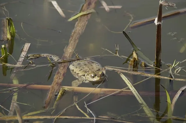Дендропарк в Екатеринбурге закрывают на просушку