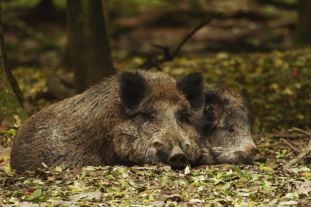 Смертельно опасная африканская чума добралась до России
