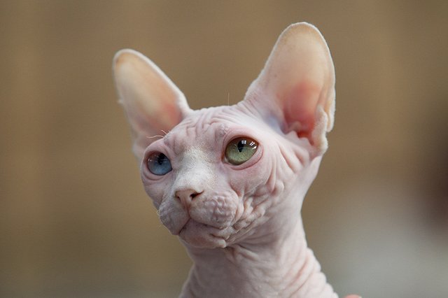 Канадка купила побритого кота по цене сфинкса