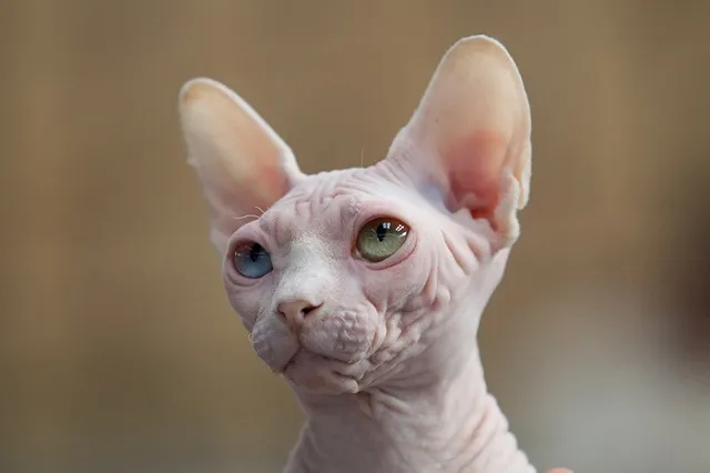 Канадка купила побритого кота по цене сфинкса