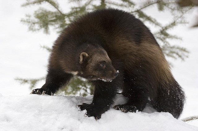 Росомахи атакуют Урал. В заповеднике насчитали невиданное количество хищников