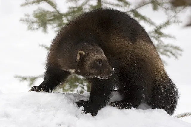 Росомахи атакуют Урал. В заповеднике насчитали невиданное количество хищников