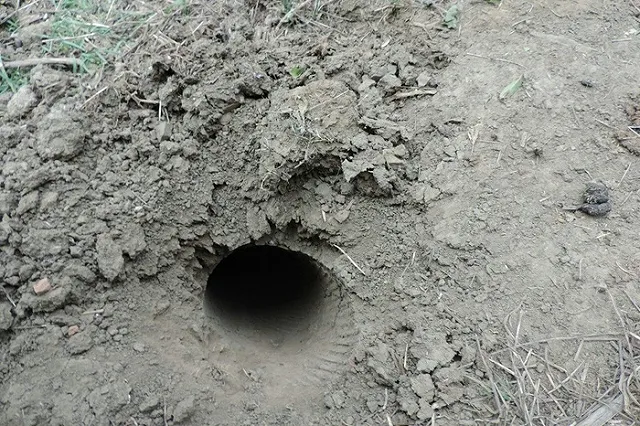 Юлия Чичерина попала под обстрел в Нагорном Карабахе