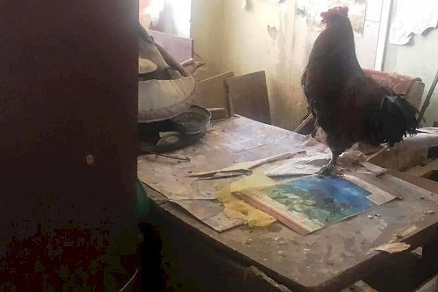 Жительница Режа развела 23 гуся и петуха в двухкомнатной квартире