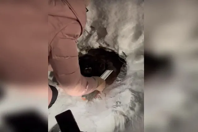 В Березовском ребёнок спас замерзающих щенков