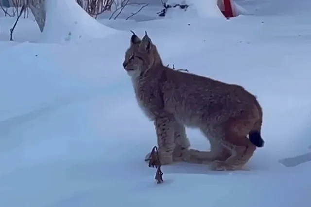 Свердловчане заметили на улице рысь