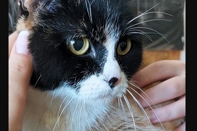 Кошке Нонне нашли в Екатеринбурге новый дом