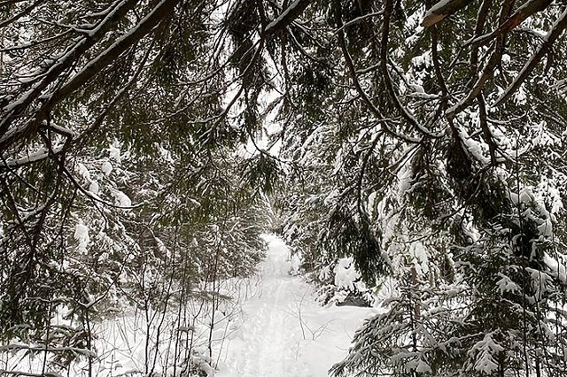 Свердловчанам сообщили, где купить дёшево живую и свежую ёлку