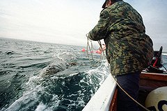 Китобои Чукотки нашли два иностранных радиобуя