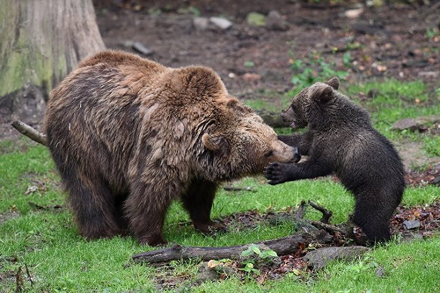 Делом об издевательствах над курильским медведем займется СКР