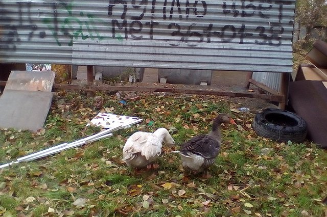 Донской пригрозил заварить мусоропроводы ради раздельного сбора мусора