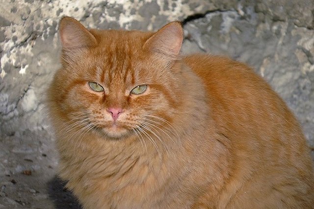 Хозяева решили усыпить кота, который доказал им свою преданность