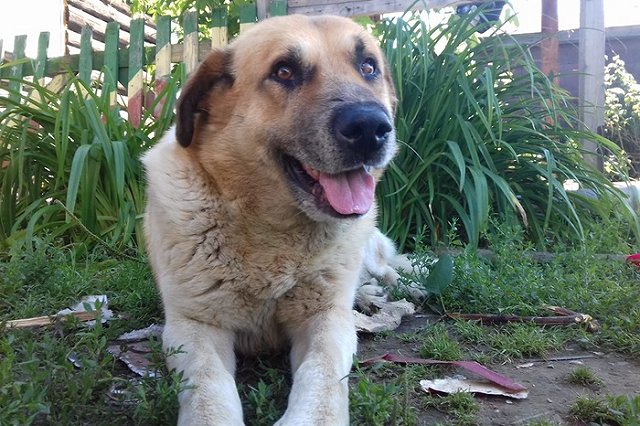 На Уралмаше отравили домашнего пса. Живодер сделал это «просто так»