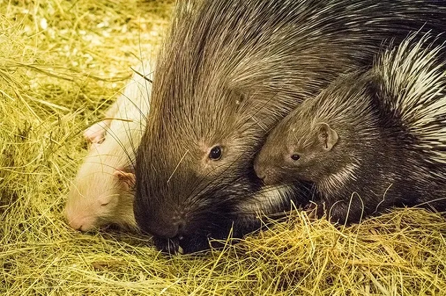 Помогите спасти научный зоопарк. Животные остались без кормов