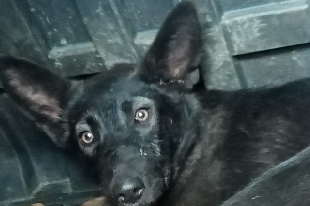 «Это и есть конкуренция». Как собачий приют Артемовского стал «Освенцимом для животных»