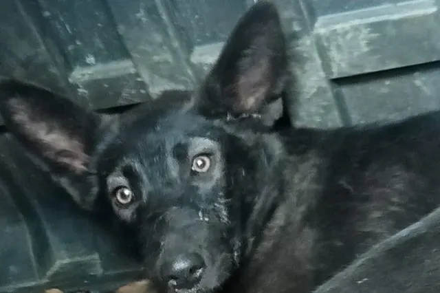 «Это и есть конкуренция». Как собачий приют Артемовского стал «Освенцимом для животных»