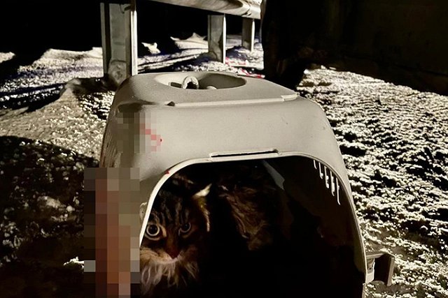 Кошка в переноске выжила в аварии на Серовском тракте, в которой погибли два человека