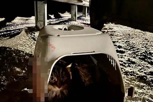 Кошка в переноске выжила в аварии на Серовском тракте, в которой погибли два человека