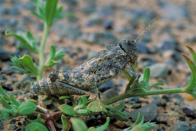 В Бельгии начинают производство продуктов из насекомых