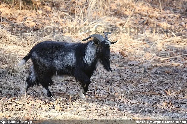 Козла Тимура выписали из лазарета и привезли ему невесту Маньку