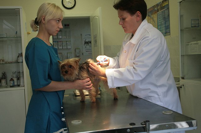 Студенты УрГАУ разработали новый способ лечения перитонита у животных