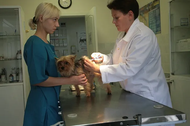 Студенты УрГАУ разработали новый способ лечения перитонита у животных