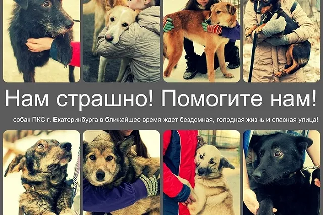 Новый закон по содержанию безнадзорных животных обернулся против зоозащитников