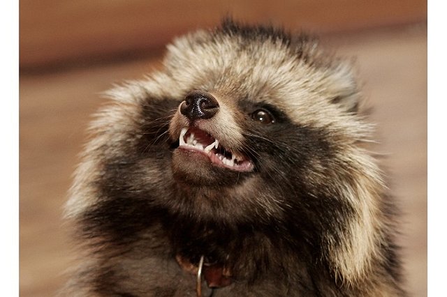 Нового предсказателя прогноза на весну выбрали в Екатеринбургском зоопарке