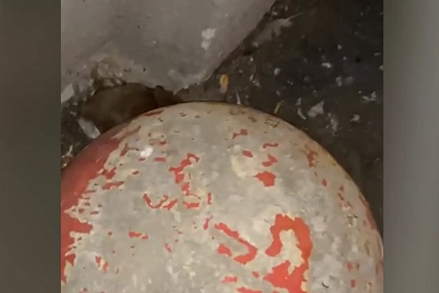 Дом в центре Екатеринбурга атаковали полчища крыс