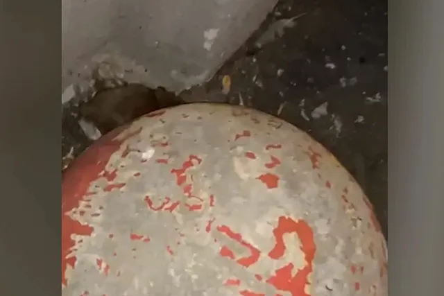 Дом в центре Екатеринбурга атаковали полчища крыс