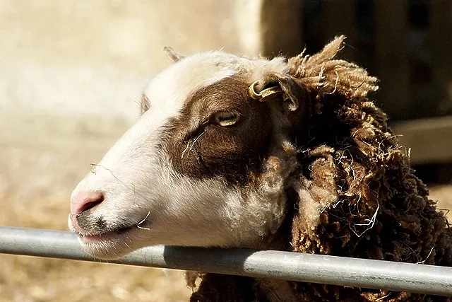 В Свердловской области заметно сократилось поголовье коров, коз и овец
