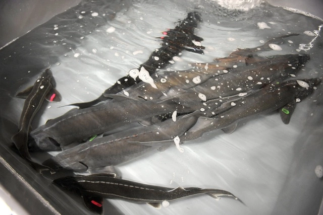 Свердловские власти избавились от Рефтинского рыбхоза