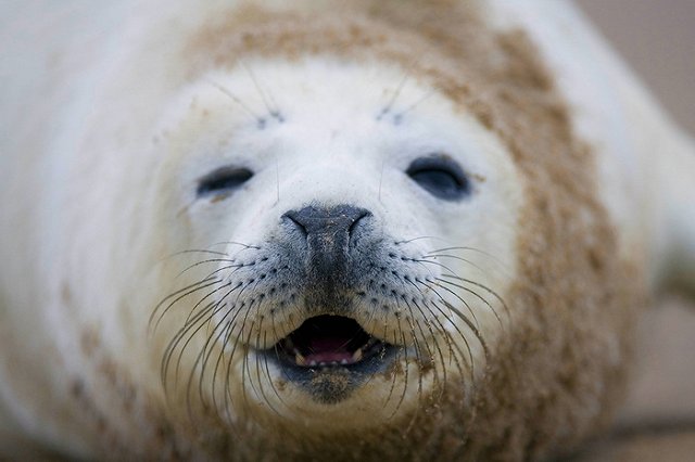 «Нет» селфи с котиками: сотрудники NOAA просят сохранить животным жизнь