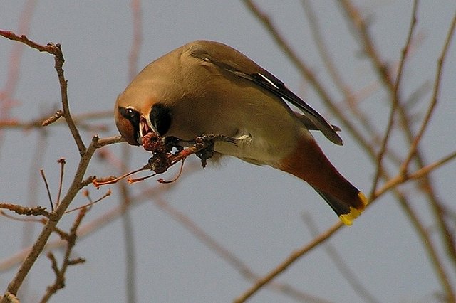 Пермяков обеспокоили мертвые птицы