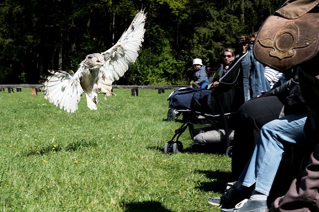 Дикие совы пикируют на людей на северо-западе Челябинска
