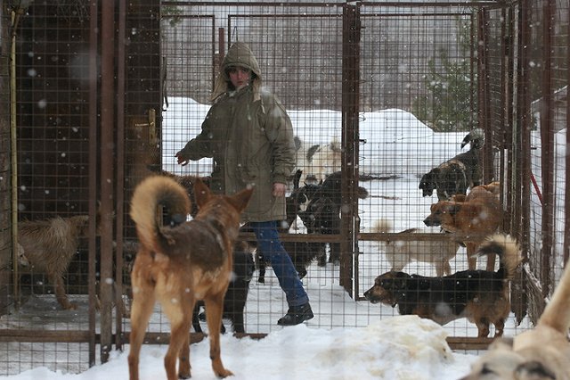 Предъявлено обвинение владельцам собак, загрызших зимой семилетнюю девочку