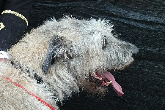 Екатеринбургский живодер рубит собак и продает их мясо в самсе