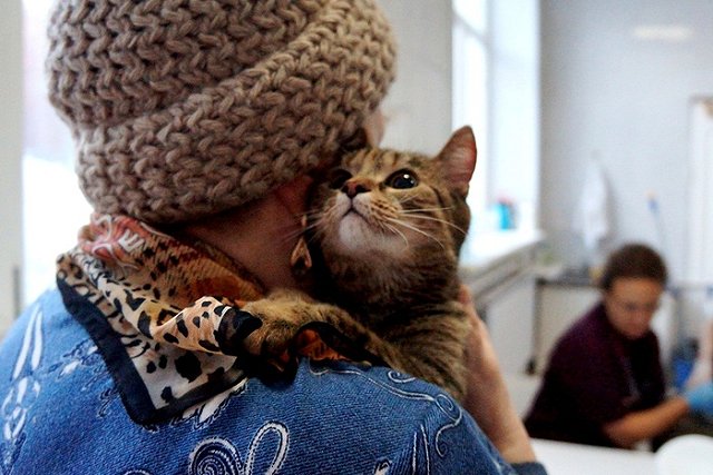 В Екатеринбурге теперь можно бесплатно кастрировать кота. Но не всем