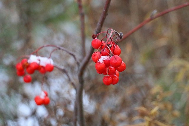 На Урал идет циклон: ожидается минус 15 и установление снежного покрова