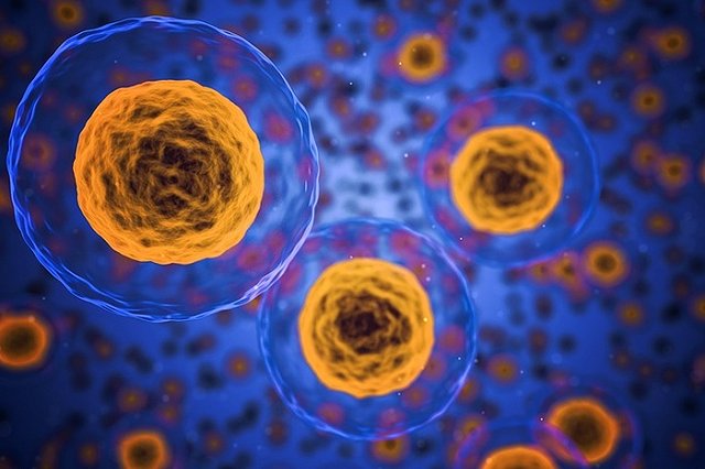 Найдено предотвращающее рак и старение вещество