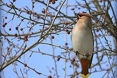 В Сибири заметили пьяных птиц