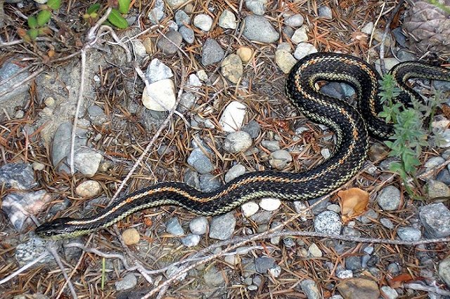 Как обезопасить себя при встрече со змеей