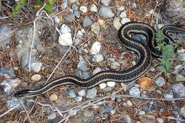 Как обезопасить себя при встрече со змеей