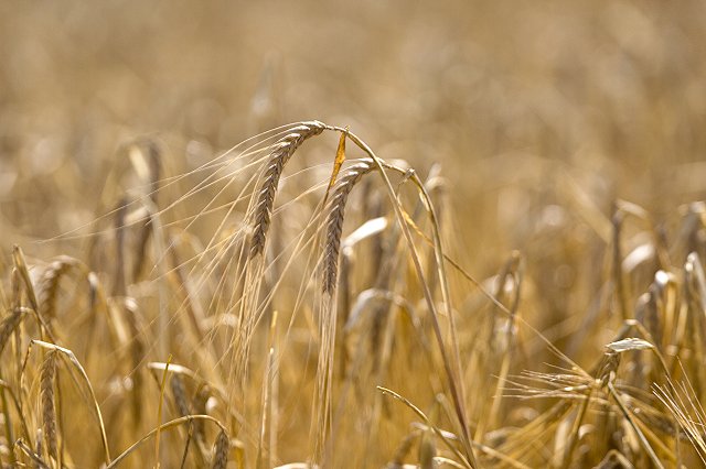 РФ пока не достигла продовольственной безопасности по молоку, картофелю и соли